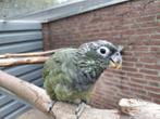 Jonge tamme Pionus-papegaaien, Dieren en Toebehoren, Vrouwelijk, Papegaai, Geringd