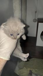 Brits Korthaar Bluepoint Kitten, Dieren en Toebehoren, Katten en Kittens | Raskatten | Korthaar, Ontwormd