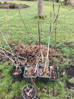 Walnotenboompjes Juglans Regia - Grote Soort, Tuin en Terras, Planten | Bomen, Ophalen of Verzenden
