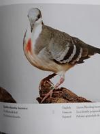 Dolksteekduif duivin, Dieren en Toebehoren, Vrouwelijk