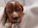 Labradoodle mini, Meerdere, Meerdere dieren, Klein, Nederland