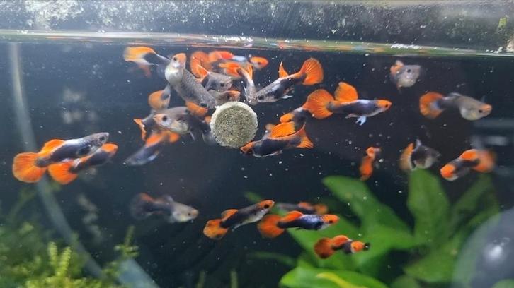 ALLEEN MAN! Raszuiver Tuxedo Koi guppen (eigen kweek), Dieren en Toebehoren, Vissen | Aquariumvissen, Vis