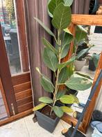 Rubberplant, Huis en Inrichting, Kamerplanten, Ophalen of Verzenden, Overige soorten, 150 tot 200 cm