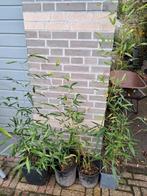 bamboe pollen , 4., Tuin en Terras, Ophalen of Verzenden, Bamboe, 250 cm of meer