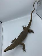 Opgezette Varaan / Varanus, Dieren en Toebehoren, Reptielen en Amfibieën, Slang, Tam, 0 tot 2 jaar