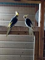 Te koop 2 bonte valkparkieten poppen, Dieren en Toebehoren, Vrouwelijk, Parkiet, Geringd