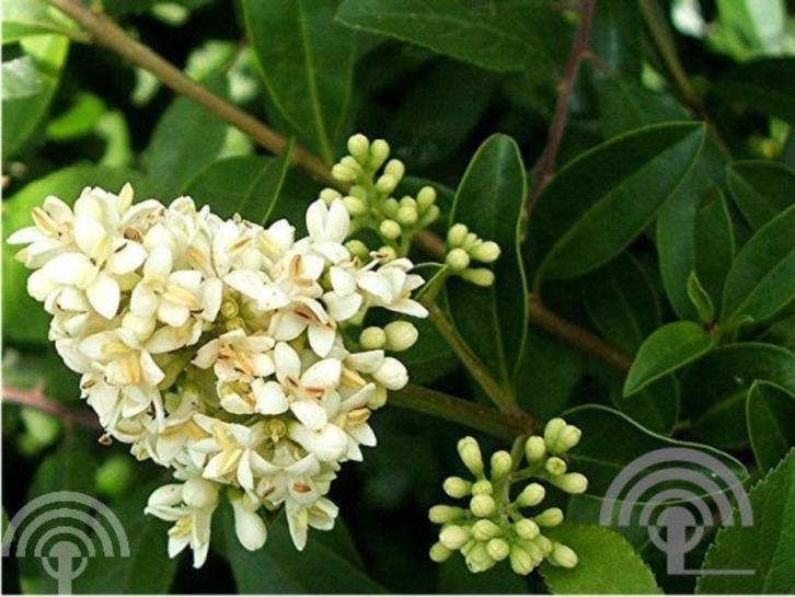 Ligustrum vulgare Wilde liguster Haag wintergroen fijn blad, Tuin en Terras, Planten | Struiken en Hagen, Haag, Liguster, Ophalen of Verzenden