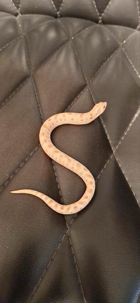 Haakneus Toffee Glow Superconda