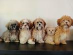 Mooie Boomer pups ShihTzu x Maltezer. Mogen al mee️, Dieren en Toebehoren, Honden | Chihuahua's en Gezelschapshonden, Nederland