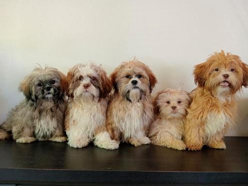 Mooie Boomer pups ShihTzu x Maltezer. Mogen al mee️, Dieren en Toebehoren, Honden | Chihuahua's en Gezelschapshonden, Meerdere dieren