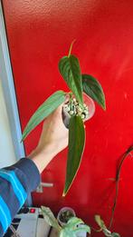 Monstera Obliqua El Napo - Zeldzame Kamerplant, Overige soorten, In pot, Minder dan 100 cm, Groene kamerplant