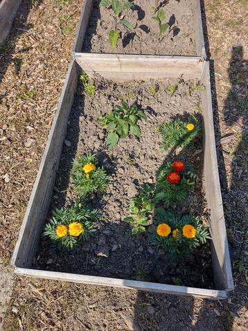 Moestuin ,Pallet randen 23 zijn al verkocht  beschikbaar voor biedingen