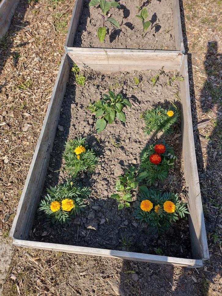 Pallet randen moestuin, Tuin en Terras, Kweekspullen, Gebruikt, Kweekbak, Ophalen