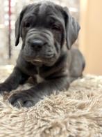 cane corso pups, Dieren en Toebehoren, België, Fokker | Hobbymatig, Rabiës (hondsdolheid), Overige rassen