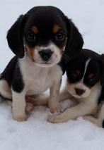 Super lieve knappe Cavalier x boerenfox puppy’s, CDV (hondenziekte), 8 tot 15 weken, Meerdere, Meerdere dieren