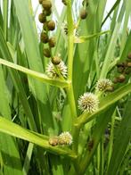 Grote egelskop (Sparganium erectum) gewortelde stekken, Ophalen of Verzenden, Nieuw