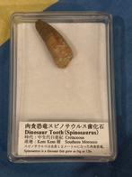 Spinosaurus Tand - Zuid Marokko Fossiel, Ophalen of Verzenden, Fossiel