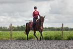 Ruiter/bijrijder gezocht, Dressuur, Ophalen