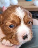 Cavalier King Charles, Dieren en Toebehoren, Honden | Retrievers, Spaniëls en Waterhonden, 8 tot 15 weken, Teef, Meerdere, Spaniël