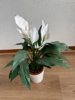Kunstplant nep Spathiphyllum wit in pot, Overige soorten, In pot, Minder dan 100 cm, Bloeiende kamerplant