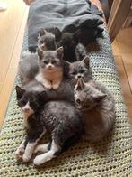 Super lieve X Selkirk Rex kittens!!, Dieren en Toebehoren, Katten en Kittens | Overige Katten, Meerdere dieren