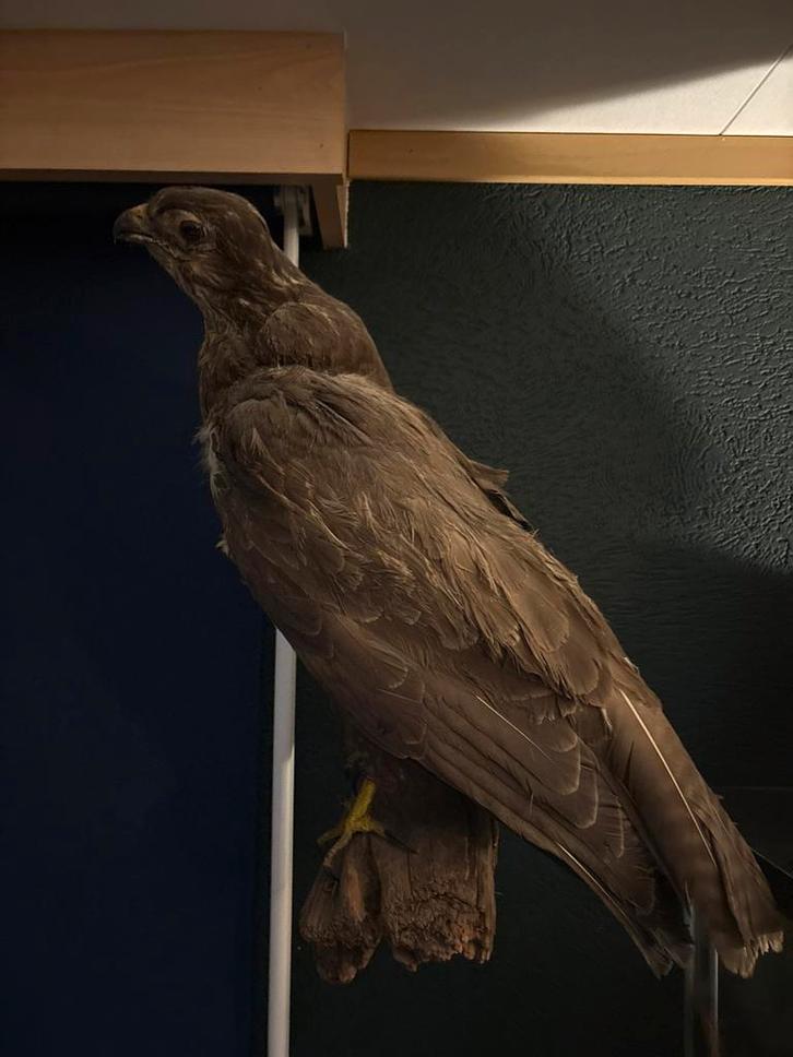 Opgezette Roofvogel - Prachtig Decoratiestuk, Antiek en Kunst, Kunst | Beelden en Houtsnijwerken, Ophalen of Verzenden