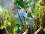 20 soorten Pterophyllum scalare / Maanvis, Vis