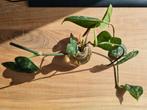 Alle scindapsus pictus stekjes samen voor 2,50 euro, Ophalen of Verzenden, Overige soorten, Minder dan 100 cm