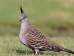 Kuifduiven, Meerdere dieren, Tropenvogel, Geringd