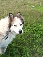 Wolf een geweldige lieve Reu, Dieren en Toebehoren, Honden | Niet-rashonden, Particulier, Rabiës (hondsdolheid), Reu, Buitenland
