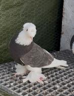 Duiven Takla, Dieren en Toebehoren, Vogels | Duiven, Meerdere dieren, Postduif