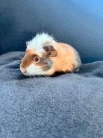 Cavia beren, Dieren en Toebehoren, Cavia, Augustus, Mannelijk, Tam