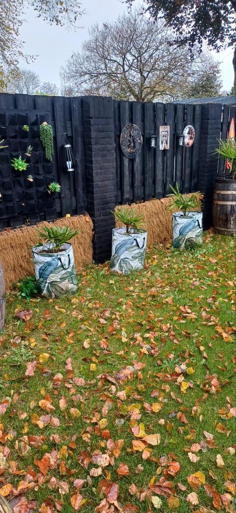 Winterharde Palmen met Potgrond & Junglemanden (3 stuks), Tuin en Terras, Bloempotten, Nieuw, Overige materialen, Balkon, Tuin