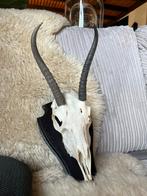 Blesbok, Ophalen of Verzenden