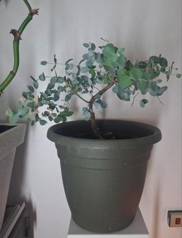 Ucalyptus op stam in pot (40cm.) doorsnede. beschikbaar voor biedingen