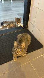 Kat en Poes, Dieren en Toebehoren, Katten en Kittens | Overige Katten, Meerdere dieren