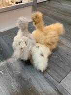 3 hennen Usa zijdehoen 🐥8,5wk geent💯% hen garantie✅, Dieren en Toebehoren, Vrouwelijk, Kip