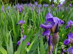 Iris germanica (baardiris) blauw vaste plant, Vaste plant, Halfschaduw, Lente, Ophalen