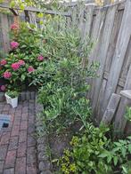 Mooie olijfolie boom, Tuin en Terras, Planten | Bomen, Volle zon, Lente, 100 tot 250 cm, Overige soorten