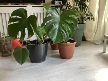 Monstera plant 70 cm hoog beschikbaar voor biedingen