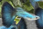 🔵High Quality Blue Singa Blue Tail guppen🔵, Vis, Zoetwatervis, Schoolvis