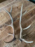 Hertengewei afwerpstang herten gewei paar 54 cm, Verzamelen, Dierenverzamelingen, Ophalen of Verzenden, Hert, Gewei of Kop