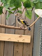 Kleine putters, Dieren en Toebehoren, Meerdere dieren, Wildzangvogel, Geringd