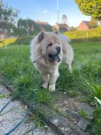 Te koop  chow chow, Dieren en Toebehoren, Honden | Poolhonden, Keeshonden en Oertypen, CDV (hondenziekte), Teef, Poolhond, Eén hond