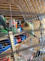 2 keer jonge agapornis, Dieren en Toebehoren, Vogels | Parkieten en Papegaaien, Geslacht onbekend, Dwergpapegaai of Agapornis