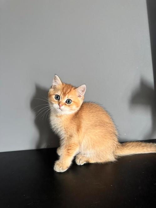Britse Korthaar kittens, Dieren en Toebehoren, Katten en Kittens | Raskatten | Korthaar, Meerdere dieren, Ontwormd