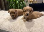 Maltipoo pups, Boomer X Toy Poedel, Dieren en Toebehoren, Maltezer, 8 tot 15 weken, Parvo, Meerdere