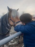 Verzorgpony gezocht!!!, Dieren en Toebehoren, Ophalen of Verzenden