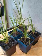 Te koop kniphofia planten Ook wel een vuurpijl genoemd, Ophalen