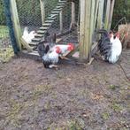 Chabo, chabo's kippen kriel., Dieren en Toebehoren, Pluimvee, Meerdere dieren, Kip